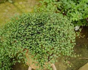 千叶吊兰有毒吗