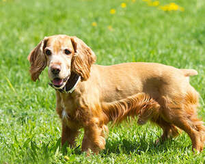 可卡犬怎么养?应该注意什么?