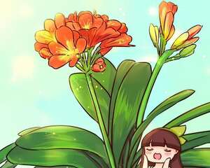 13年的君子兰，不换盆不换土，年年上肥就开花！