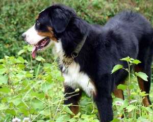 伯恩山犬（Bernese Mountain Dog）品种介绍