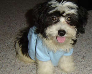 令狗狗讨厌的行为有哪些