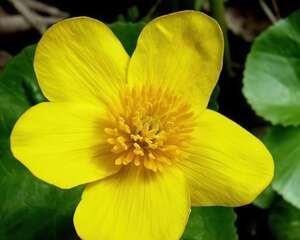 华东驴蹄草图片