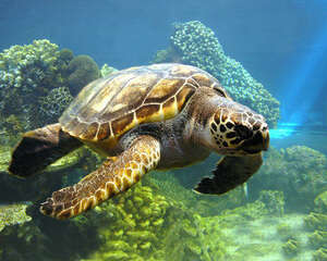 海龟的饲养方法