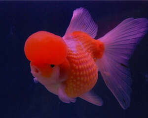 观赏鱼白头白嘴病的症状