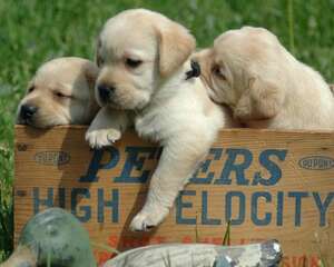 拉布拉多换毛期是什么时候