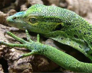 翡翠蜥的品种简介