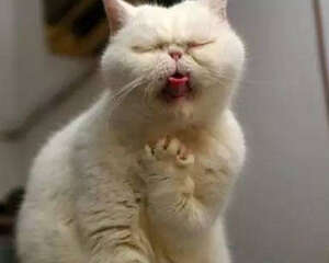 爱猫就来学猫语吧