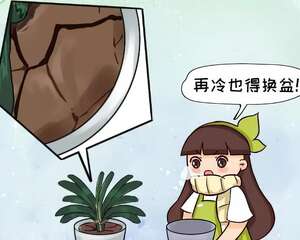 土硬的抠不动，再冷也得换盆，否则花活不过冬天！