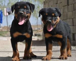 如何喂养一只罗威纳犬