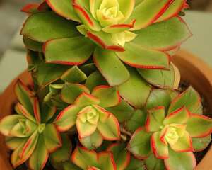 艳日辉  Aeonium decorum f·variegata