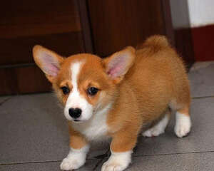 通过耳朵判断狗狗的心情