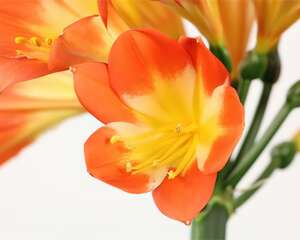 这花养一盆死一盆，丢路边反而成片开花，扎心了！