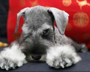 【测试】椅子测试法测试狗狗智商