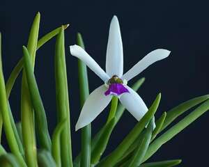 两色筒叶兰介绍与养护要点