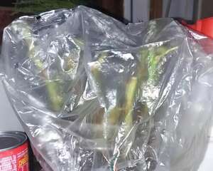 垃圾桶捡了它，扦插3天就冒根，冬天再也冻不死！