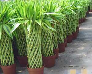 旺财风水植物摆放–富贵竹