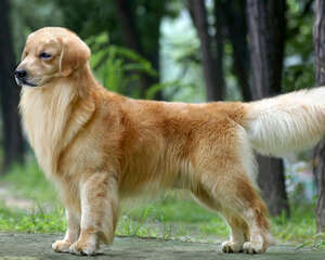 如何预防犬尿路结石