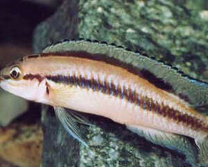 白玉凤凰的喂食要点