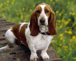 怎么对待狗狗分离焦虑症