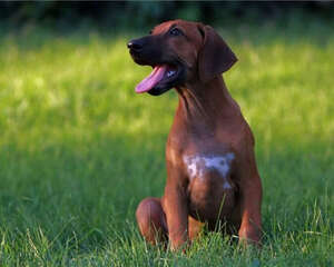 罗得西亚脊背犬的形态特征