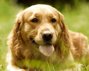 为什么金毛最适合陪伴老人与小孩