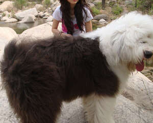 古牧吃什么狗粮好