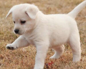 狗狗护理的常见疑问有哪些