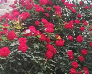 妈妈在门口插个枝，10天爆出大白根，3年窜满整面墙！