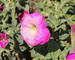 矮牵牛干叶子是怎么回事