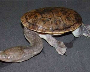 观赏龟养护之窄胸长颈龟