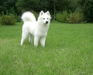 夏季如何预宠物防皮肤病