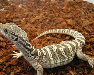 砂巨蜥的形态特征