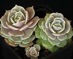 露娜莲【Echeveria ‘lola’】