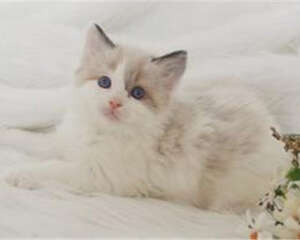 小猫断奶后应该给吃什么？