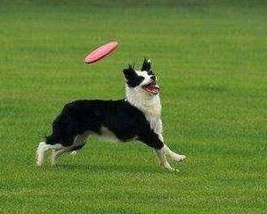 飞盘狗训练用的飞盘