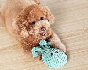 贵宾犬呕吐一般都有哪些原因？