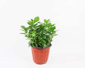 栀子花叶子打卷怎么办