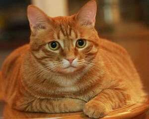 怎么帮猫减肥？猫咪减肥方法
