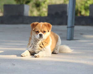 狗狗不爱吃犬粮的原因有哪些？