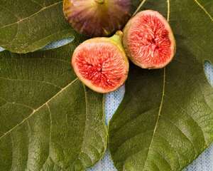 无花果的结果事宜