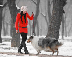 苏格兰牧羊犬美毛食物