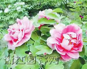 牡丹南方催花技术（图）