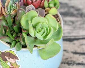 「多肉虐心对比图」小清新VS杀马特