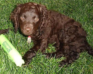 美国水猎犬的性格特点