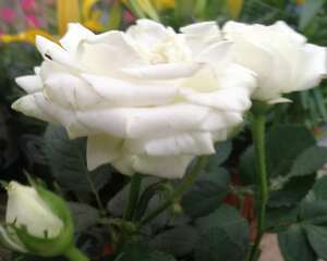 月季花冬季要怎么养