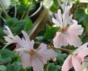 天竺葵宝塔图片