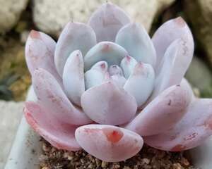 多肉植物露养需要循序渐进，冬季并非任何情况下都适合露养