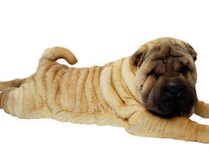 犬液体疗法的目的与方式