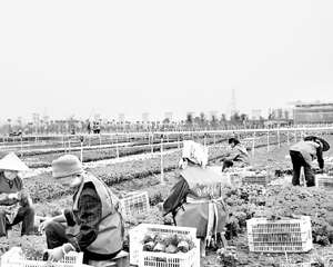 惠水花卉姹紫嫣红