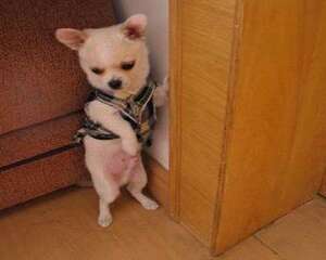 怎么训练狗狗罚站？狗罚站可以认识到错误吗？